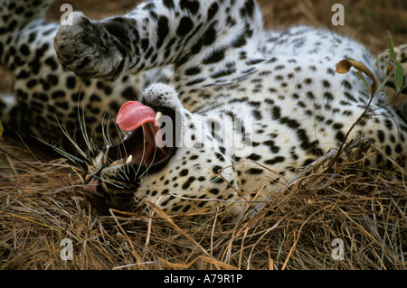 Un mâle léopard Panthera pardus bâillement comme il roule sur le dos en position couchée dans l'herbe morte Sabi Sand Game Reserve Mpumalanga Banque D'Images