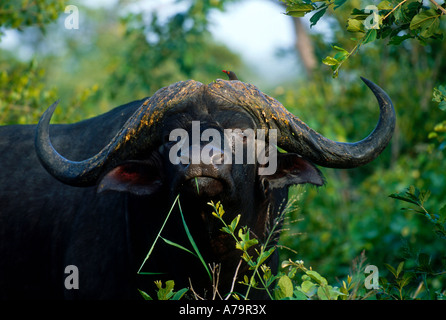 Un homme debout sur le côté de Buffalo avec tête face caméra Sabi Sand Game Reserve Afrique du Sud Mpumalanga Banque D'Images