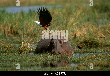 Un poisson africain eagle décolle à l'arrière d'une Douma d'hippopotame Tau Botswana Banque D'Images