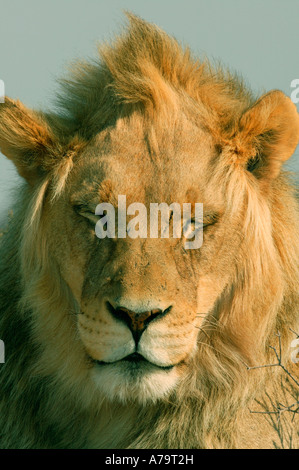 Portrait serré d'un lion mâle face à la caméra avec ses yeux fermés Kgalagadi Transfrontier Park North Banque D'Images