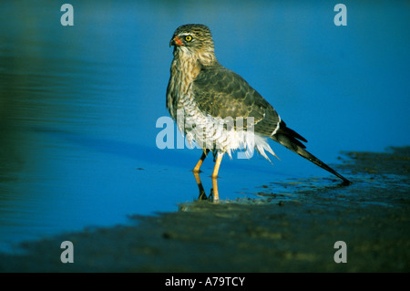 Gabar goshawk immatures dans l'eau Parc transfrontalier de Kgalagadi Northern Cape Afrique du Sud Banque D'Images