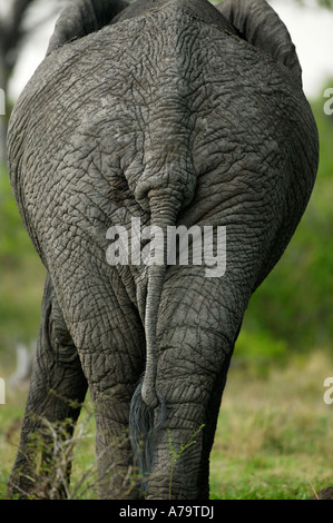 La vue arrière d'un taureau éléphant africain Sabi Sand Game Reserve Afrique du Sud Mpumalanga Banque D'Images