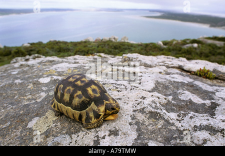 Tortue angulé sur rocher surplombant le lagon de Langebaan section Postberg West Coast National Park Langebaan Banque D'Images