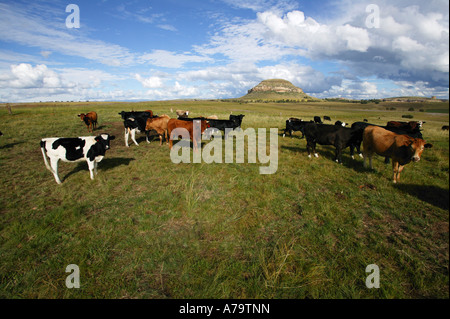 Une vue panoramique d'un troupeau de bovins mixtes dans un champ avec une lointaine colline dans l'Est de l'état de l'État libre l'Est Fouriesburg Banque D'Images