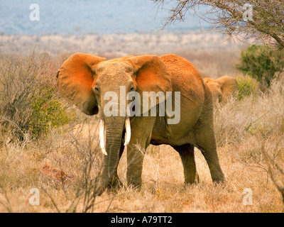 Le célèbre red elephant elefant de rouge de Tsavo Ouest-depoussierage reddust rouge Kenya Kenia dusty Banque D'Images