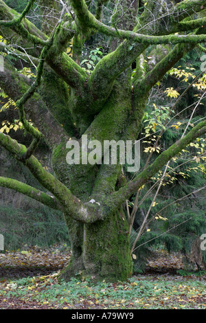 Acer cissifolium Banque D'Images