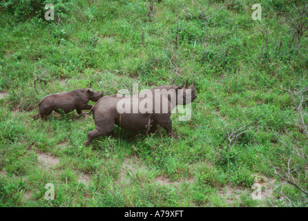 Vue aérienne du rhinocéros noir mère avec son veau en bref la végétation verte Maputaland Tembe Elephant Park Trégueux Banque D'Images