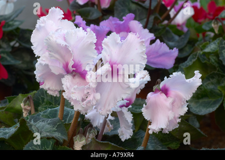 Cyclamen persicum Série Papillons Banque D'Images