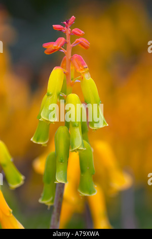 Lachenalia aloides Banque D'Images