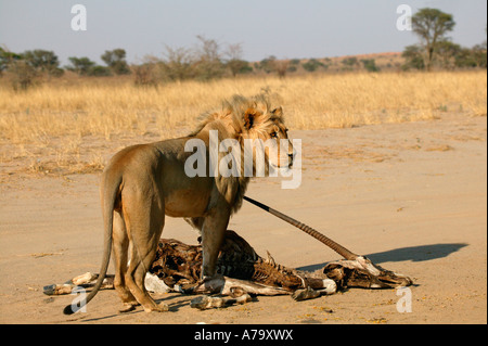 Un jeune homme d'une crinière blonde Lion debout sur une vieille carcasse oryx gemsbok dans le désert du Kalahari Banque D'Images