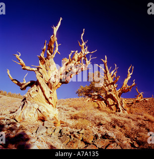 Bristlecone Pine les arbres dans les Montagnes Blanches du California USA Banque D'Images