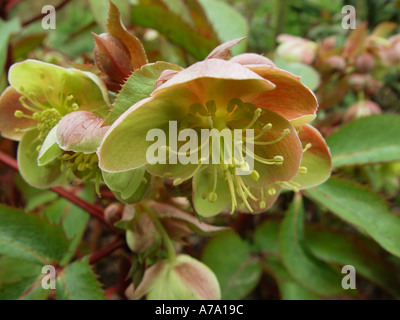 Helleborus x sternii Boughton Beauty Noël rose Lenten Rose Hellebore jardin dans l'établissement des frontières Banque D'Images