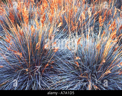 Festuca glauca Elijah Blue Banque D'Images