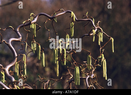 Corylus avellana Contorta Banque D'Images