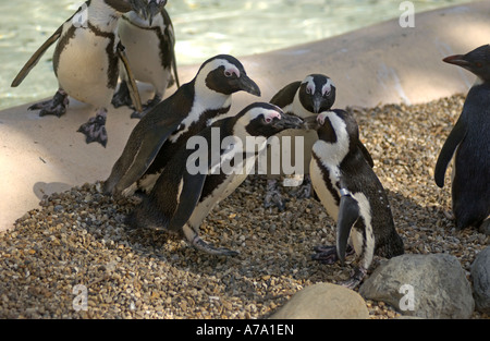 L'Afrique à pieds "Jackass" Les pingouins en captivité s'amuser dans le soleil du printemps à un zoo, Angleterre Banque D'Images