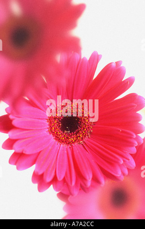 Gerbera rose fleur Banque D'Images