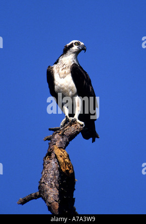 Marais subtropicales Everglades balbuzard, Floride Banque D'Images