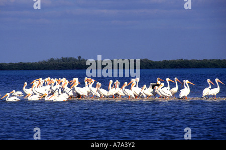Pélicans blancs Banque D'Images