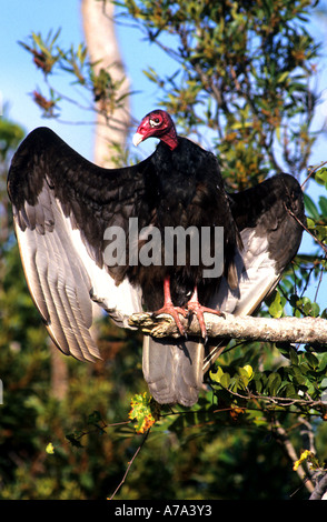 Urubu à répandre ses ailes dans une posture de l'aigle classique en Floride Banque D'Images