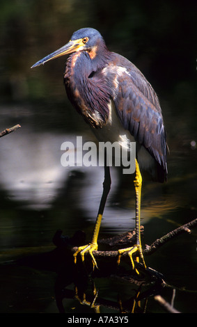 Little Blue Heron Egretta caerulea Everglades de Floride Banque D'Images