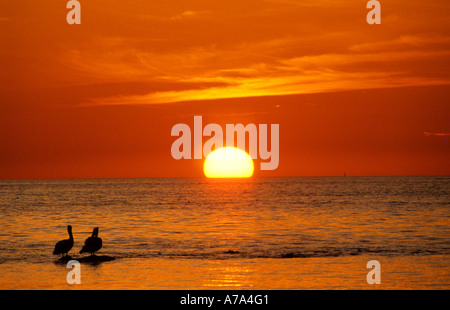 Le Pélican brun Pélican coucher de soleil bateau mer rouge Banque D'Images