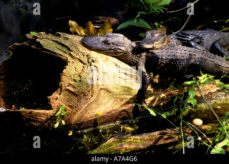 Bébé Alligator Floride Everglades jeunes marais Banque D'Images