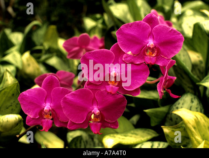 Chine Shanghai orchidée orchidées fleurs botanique Jardin Chinois bio Banque D'Images