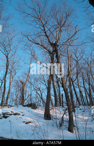 Forêt à la Mount Tom State Reservation. Metacomet Monadnock M M Trail à Holyoke Massachusetts USA Banque D'Images