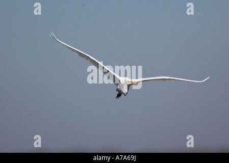 Grande Aigrette en vol Nylstroom Nylsvley Nature Reserve Afrique du Sud Limpopo Banque D'Images