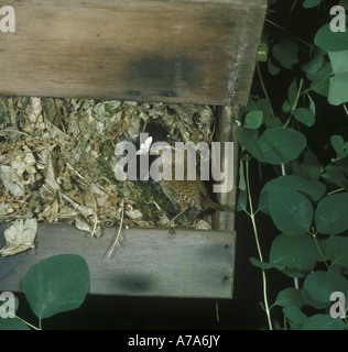 Le Troglodyte mignon Troglodytes troglodytes à nicher dans l'alimentation en papier fort bec Banque D'Images