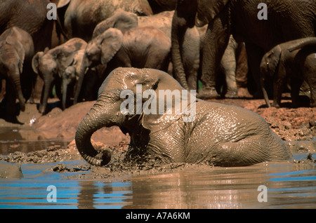 Troupeau d'éléphants prenant un bain de boue Addo Elephant National Park, Eastern Cape Afrique du Sud Banque D'Images