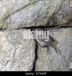 St Kilda Wren Troglodytes hirtensis dans nestsite t au mur de pierre Banque D'Images