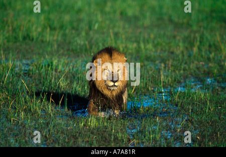 Une crinière d'un lion mâle sombre dans une zone marécageuse du Delta de l'Okavango Delta de l'Okavango au Botswana Banque D'Images