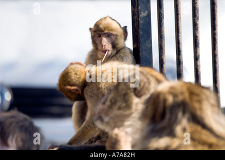 Les jeunes singes de Gibraltar avec le bâton dans sa bouche comme si c'était une cigarette Banque D'Images