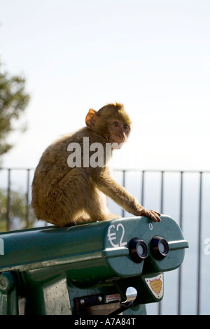 Gibraltar immatures singes assis sur un télescope à monnayeur Banque D'Images