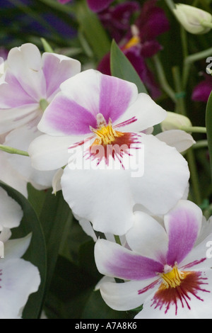 Orchid Miltonia Twin Peaks Banque D'Images