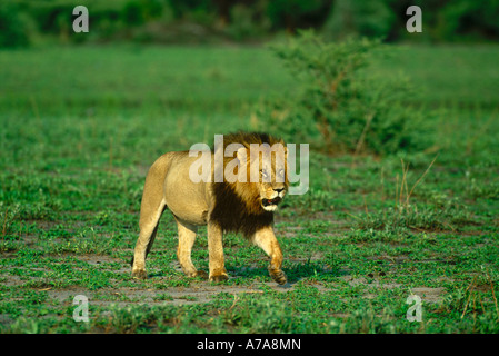La crinière noire mâle territorial lion marchant sur un court de prairies ouvertes Mombo Delta de l'Okavango au Botswana Banque D'Images