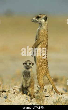 Un Suricate avec de jeunes à la recherche de danger Gweta Makgadikgadi Botswana Banque D'Images