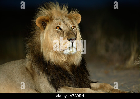 La crinière d'un lion mâle noir portrait assis bien droit dans la nuit Parc transfrontalier de Kgalagadi Liège Banque D'Images