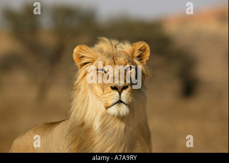 Portrait d'un jeune homme avec un lion à la crinière blonde directement à l'appareil photo avec un oeil fermé comme si avec un clin Banque D'Images