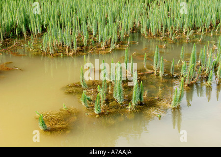 Marestail Banque D'Images