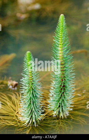 Marestail Banque D'Images