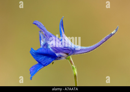 Rocket Larkspur Banque D'Images