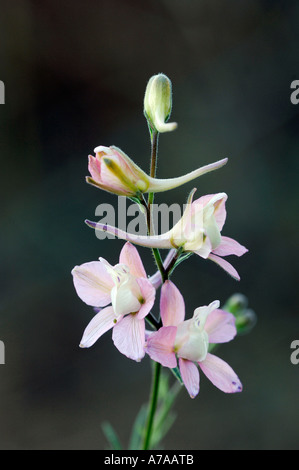 Rocket Larkspur Banque D'Images