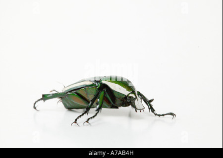 Fruit de couleur vert et blanc Taurhina chafer sp Sabi Sand Game Reserve Afrique du Sud Mpumalanga Banque D'Images