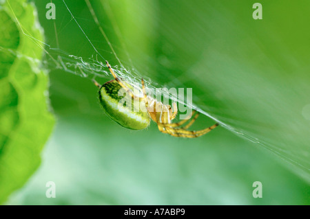 Araignée Araignée Courge potiron Banque D'Images