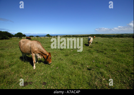 Le pâturage du bétail dans un champ ouvert sur l'Azur littoral Morgan Bay Eastern Cape Afrique du Sud Banque D'Images
