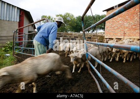 Les moutons sont comptées par un manoeuvre qu'elles sont rendues par une porte par un Bethléem ouvriers agricoles Banque D'Images