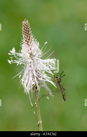 Cranefly Daddy-Long-jambe Banque D'Images