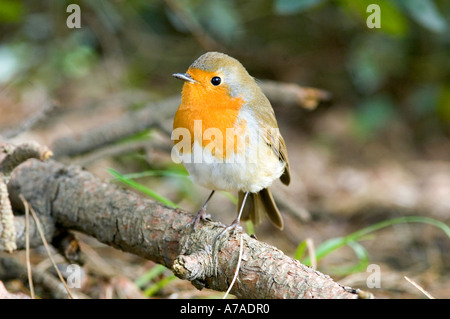Robin sur branch (Erethacus rubecula aux abords) Banque D'Images